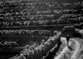 Du vin et du rock ! 